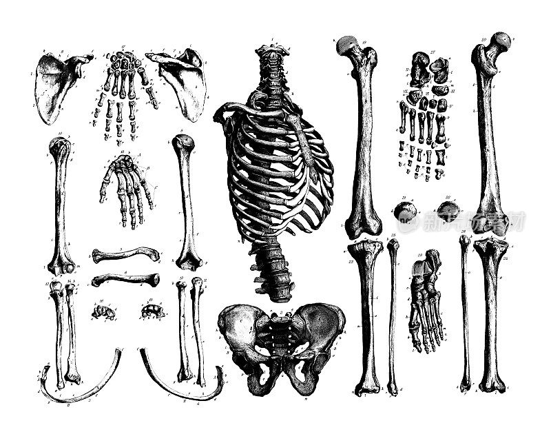 人体骨骼|古董医学插图和图表